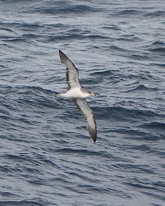 Cory's shearwater
